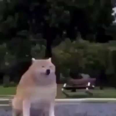dog