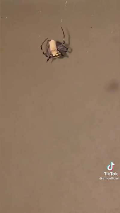 i wish my spiders could do that