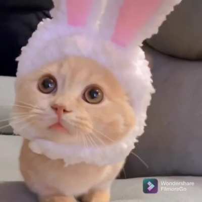 Bunny Cat
