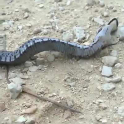what a snake