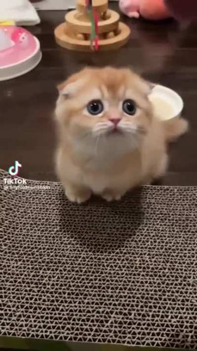 Cookie