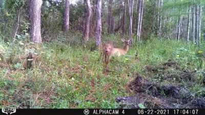 It's almost as if the fawn knows someone is going to be watching the trail cam footage