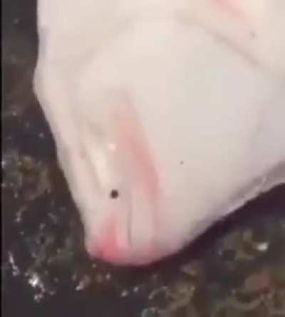🐠