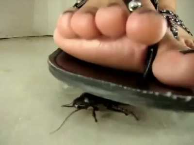 Crush roaches