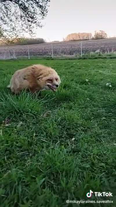 Huehuehue