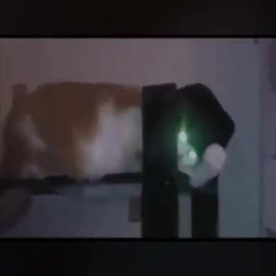 gato