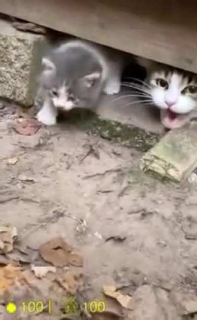 Half-Life cats