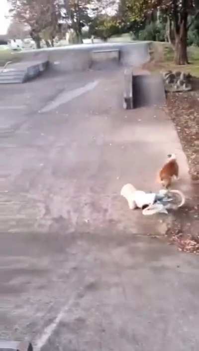Canine Chaos