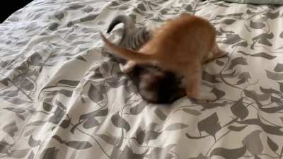 A pointy-tailed wrestle (video)