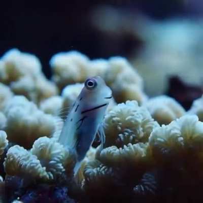 We need more fish on this sub