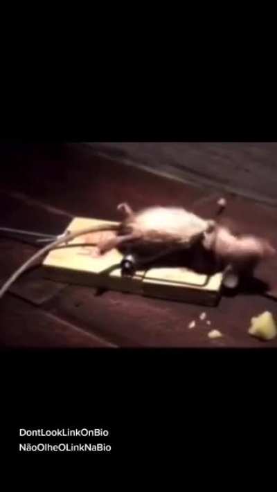 Mouse be getting swole tho