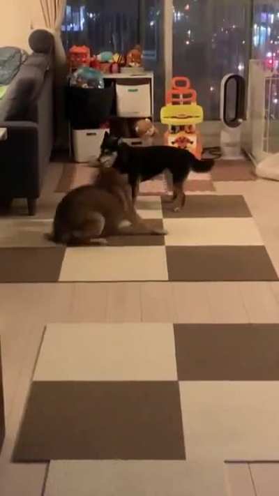 O lobinho quando tiver seu irm&atilde;o ou irm&atilde;
