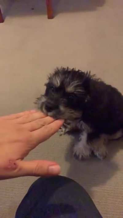 My puppy monching me at any opportunity.