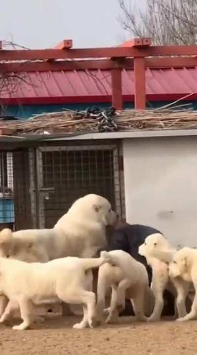 Absolute unit of dogs make other dogs look like little puppies