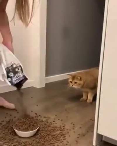HuMaN oVeRfEeDs cAt aNd FuCkiNg kiLLs iT