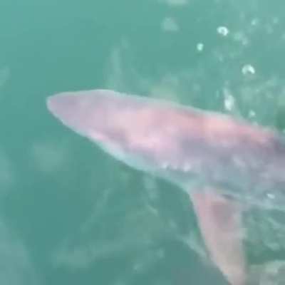 Catch and release