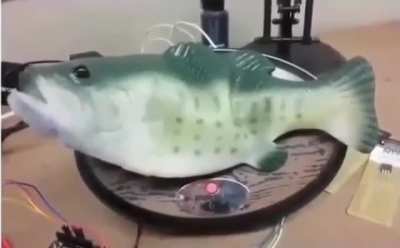 Singing fish rewired to speak for Alexa. Better with sound on.