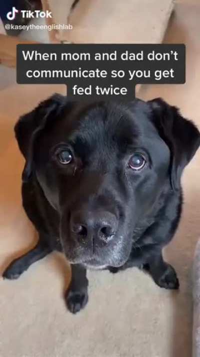 My dog did this to our whole family.