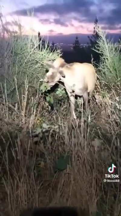 Demon deer
