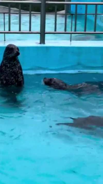 Walking Seal?!