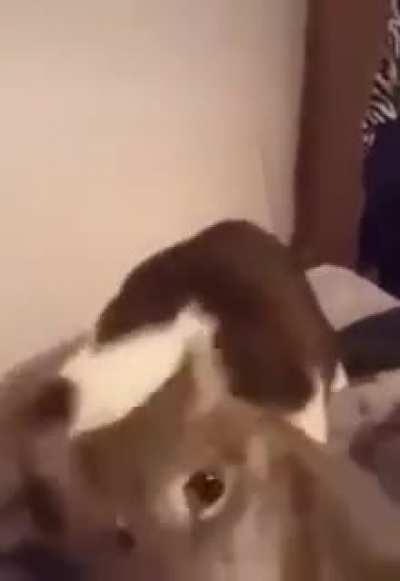 a.