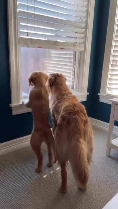 Winnie and Scarlett met three years ago and they&rsquo;ve been inseparable ever since