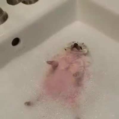 Dog looks stunned