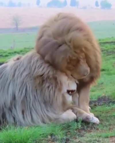 Best bros. The mighty gatekeeper, Alex comes to greet the &lsquo;gentleman&rsquo; Tonga the Great!