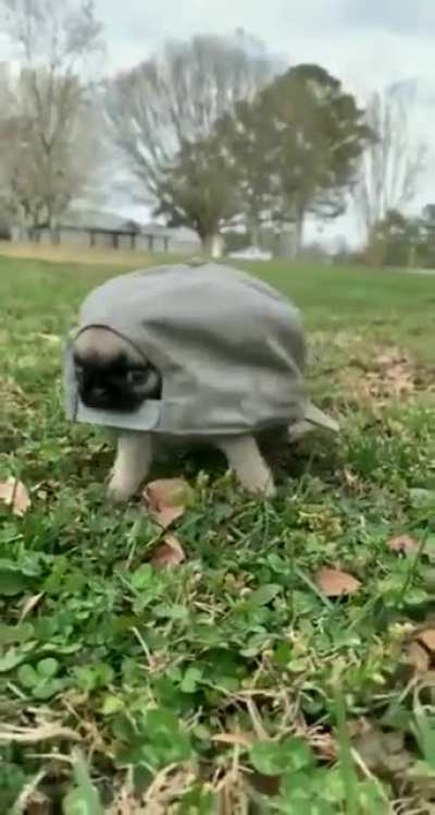 &iquest;Qu&eacute; especie de tortuga es?