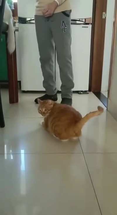 We will never know what goes on in the minds of cats