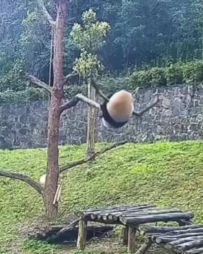 No wonder the species is going extinct