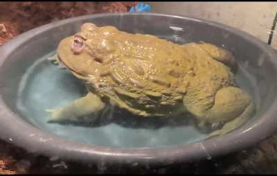 He swim.