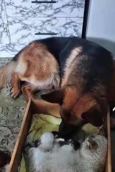 If the human says protect them we obey