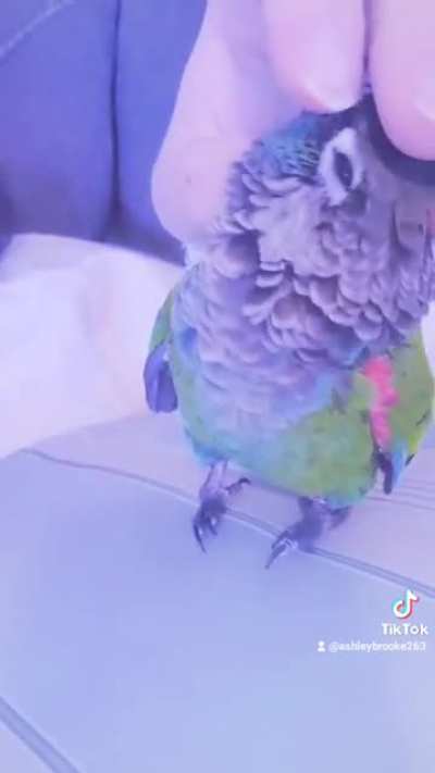I call this, "Avian dogg-O face"