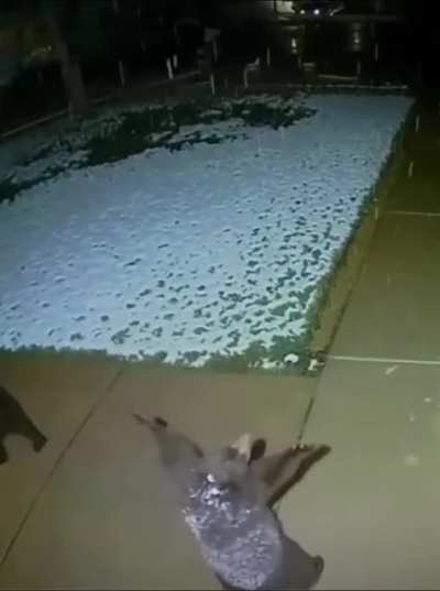 Bear cub tries to catch snowflakes under porch light