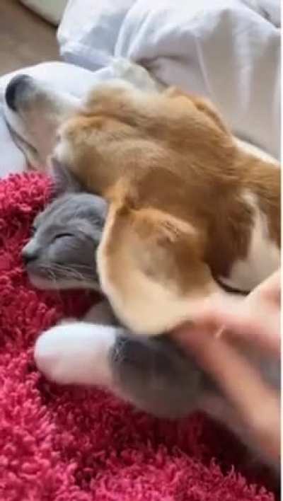 A cat using a dog&rsquo;s ear as a blanket