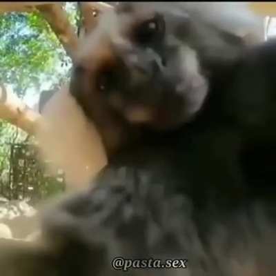Monkey