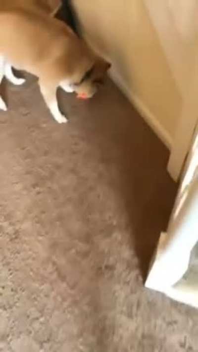 I think he likes it