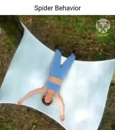 spider