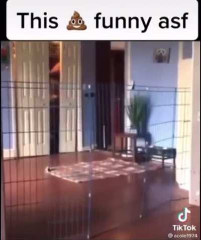 Funniest 💩 ever