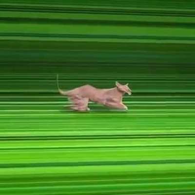 DMT