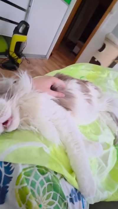 Sleeping motorboat