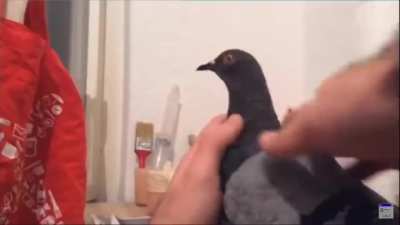 *Pigeon*