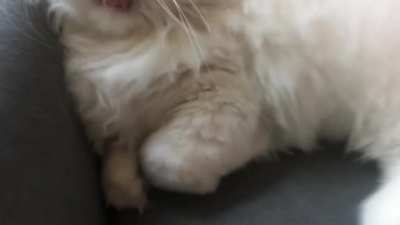 Mr. Couch with a yawning display
