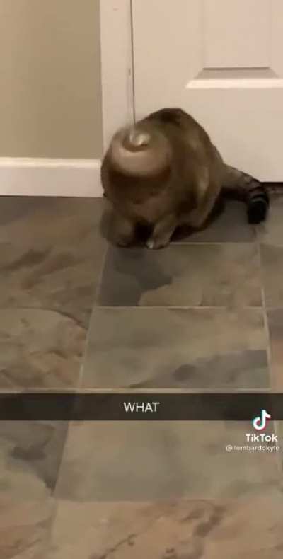 M a u