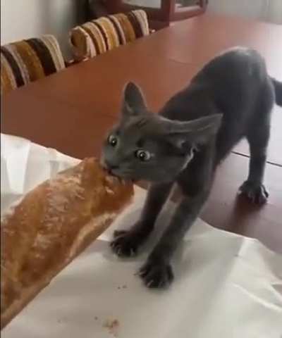 Quick, post videos that&rsquo;ll make the Anti-vegans lose their everfucking minds!