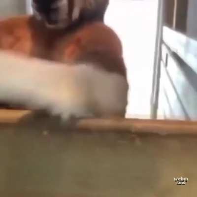 my bro kangaroo