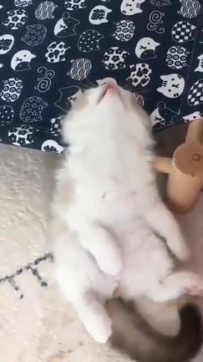 sleepy derp