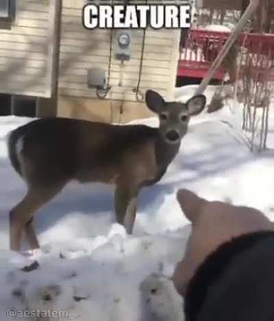 the creature