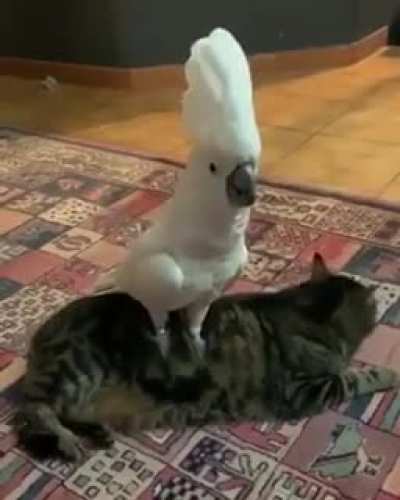 Пес